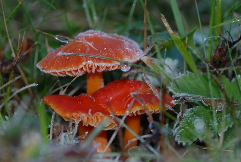 Hygrophores photo A.Pernot